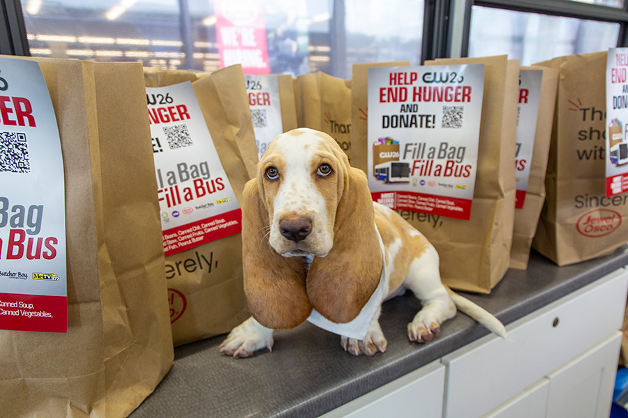 Dog sitting on a counter surrounded by bags that say, "Help end hunger and donate. Fill a bag fill a bus."