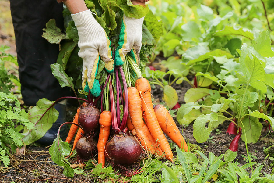 Woman holding a bundle of carrots and radishes in a garden